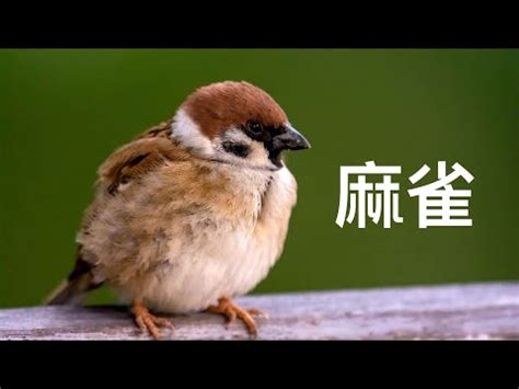 自來鳥麻雀|【自來麻雀】自來麻雀飛進屋，預示著什麼吉凶禍福？